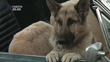 "K-9" на 10 януари, събота от 20.00 ч. по DIEMA