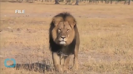 Cecil the Lion -- Zimbabwe Says Dentist is a Criminal ... Extradition Already in Play