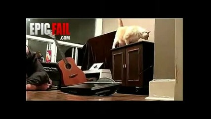Голям котешки гаф