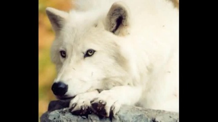 Wolves Bring me to life