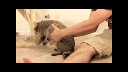 А Твоята Котка Може Ли Това? :)