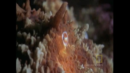 Октопод убива Акула National Geographic