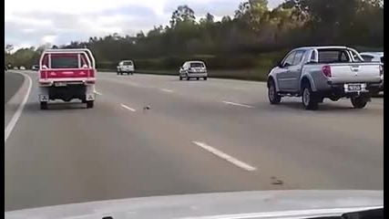 Птичка се мисли за автомобил