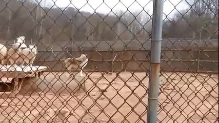 Вълча Серенада