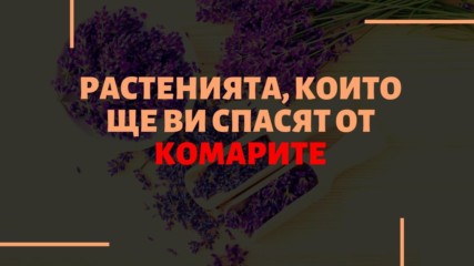 Растенията, които ще ви спасят от комарите