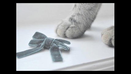 Най - сладките котенца и кученца !