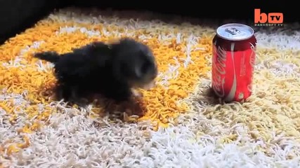 Най - малкото куче в света Tiny Dog Terrier