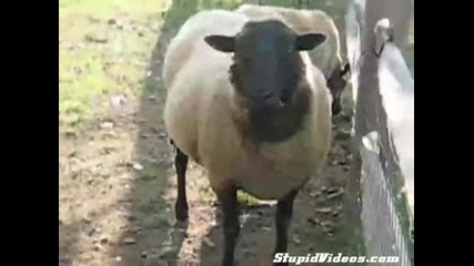 Ремус От Овца