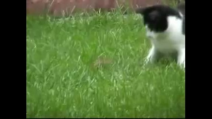 Cat and Ninja Chipmunk
