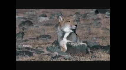 Bbc Planet Earth 