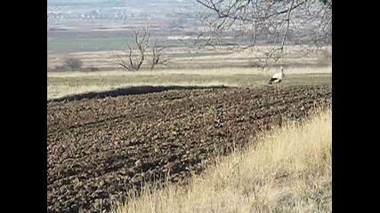 Пролетта дойде - Първи щъркел 20.03.10 