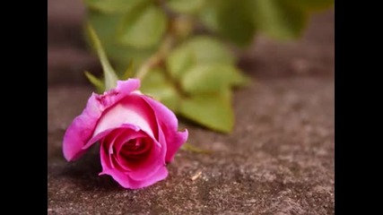 La Vie En Rose 