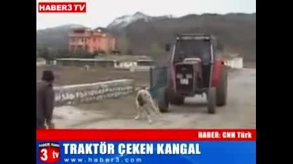 Турски кангал дърпа 4, 5 тонен трактор!