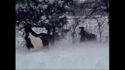 Horses *gipsy Vanner* - Играят си в сняг! 