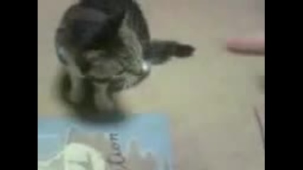 Котка актьор ;д 