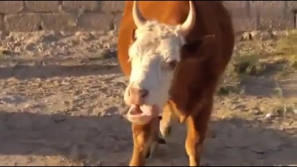 Крава говори на арабски