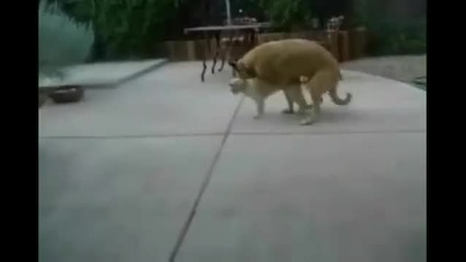 Котката остана без думи-смях