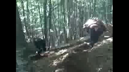 васильовси коне