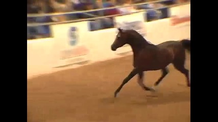 Arabian Horses 