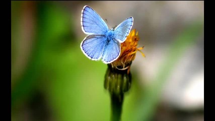 Deepfunk - Butterfly
