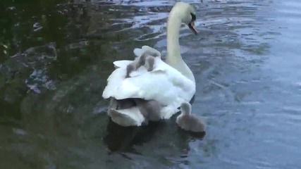 Бебе лебеди използват мама за такси !!!