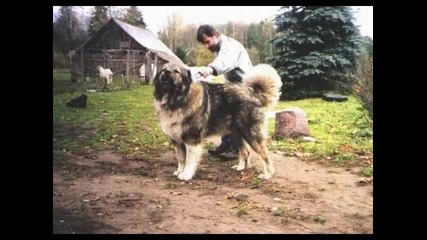Кучета гиганти!!най големите овчарски кучета1