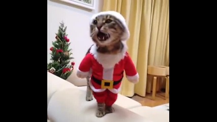 Коте в костюм на дядо Коледа