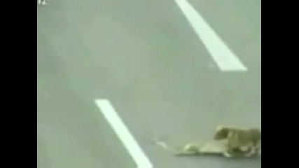 Кучето герой , което спасява други животни ! 