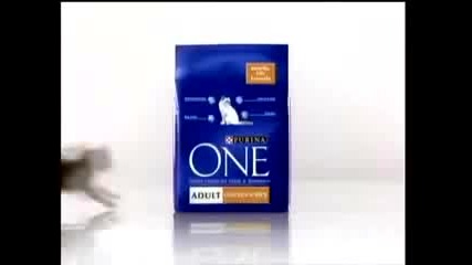 Kittens & cats on Purina One 