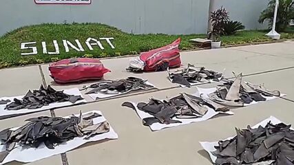 Полицията в Перу залови пратка с 1600 перки от редки видове акула (ВИДЕО)