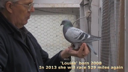 Спортни гълъби - Racing Pigeons 2013 Hens Team