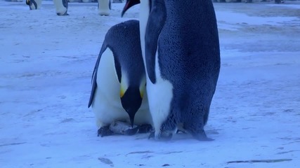 Трогателно! ... Пингвини скърбят за малкото си!