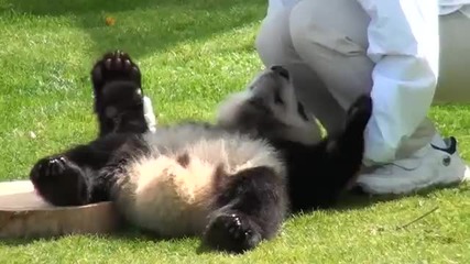 бебе панда пие бутилка мляко