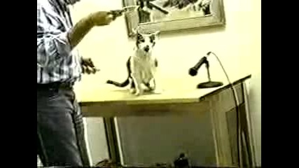 Котка Издава Смешни Звуци Докато Яде