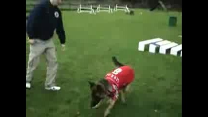 Torres Super dog