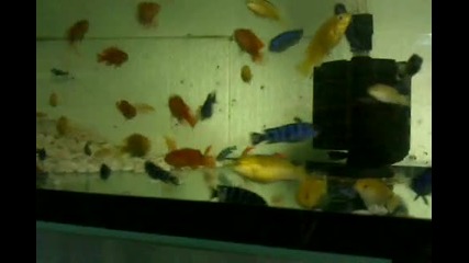 Malawi Mbuna Cichlids