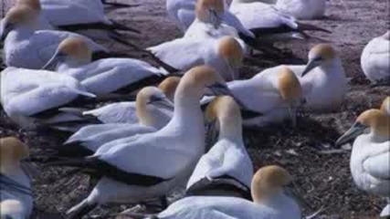 Красотата На Животните