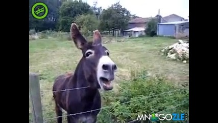 Eй това магаре кърти от всякаде!