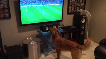 Куче гледа Световната купа по футбол и се радва !