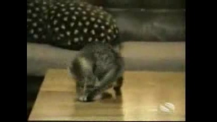 Смешни Котки