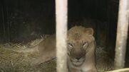 Лъвица роди 7 малки в рамките на един месец (ВИДЕО)