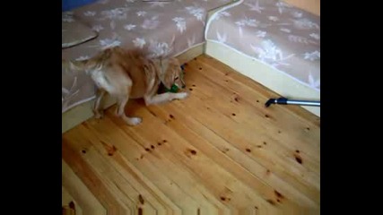 Моето куче golden retriever игра с прахосмукачка