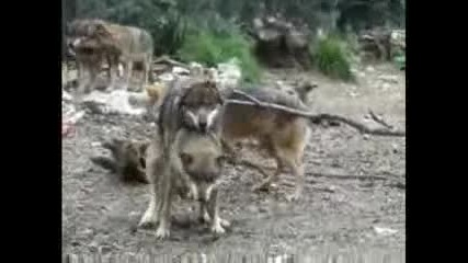 101 Animal Love