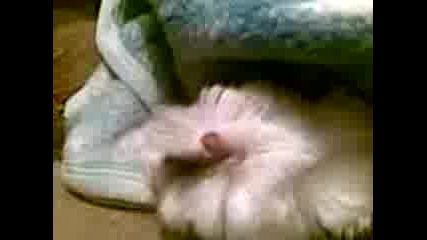 Morskoto mi svinche 