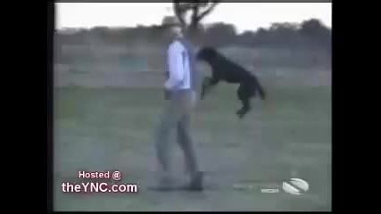 Funny Video 
