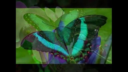 Butterfly Dance - Yanni