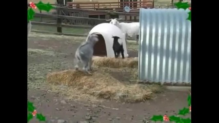 Мили игриви козлета 