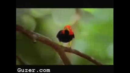 Cool Dancing Bird..!