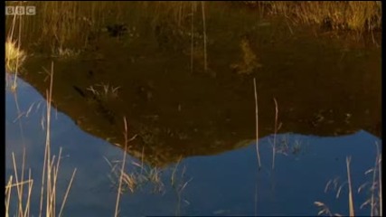 Re - Introducing Moose to the Glen - Moose - Bbc 