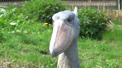 Китоглав африкански щъркел shoebill